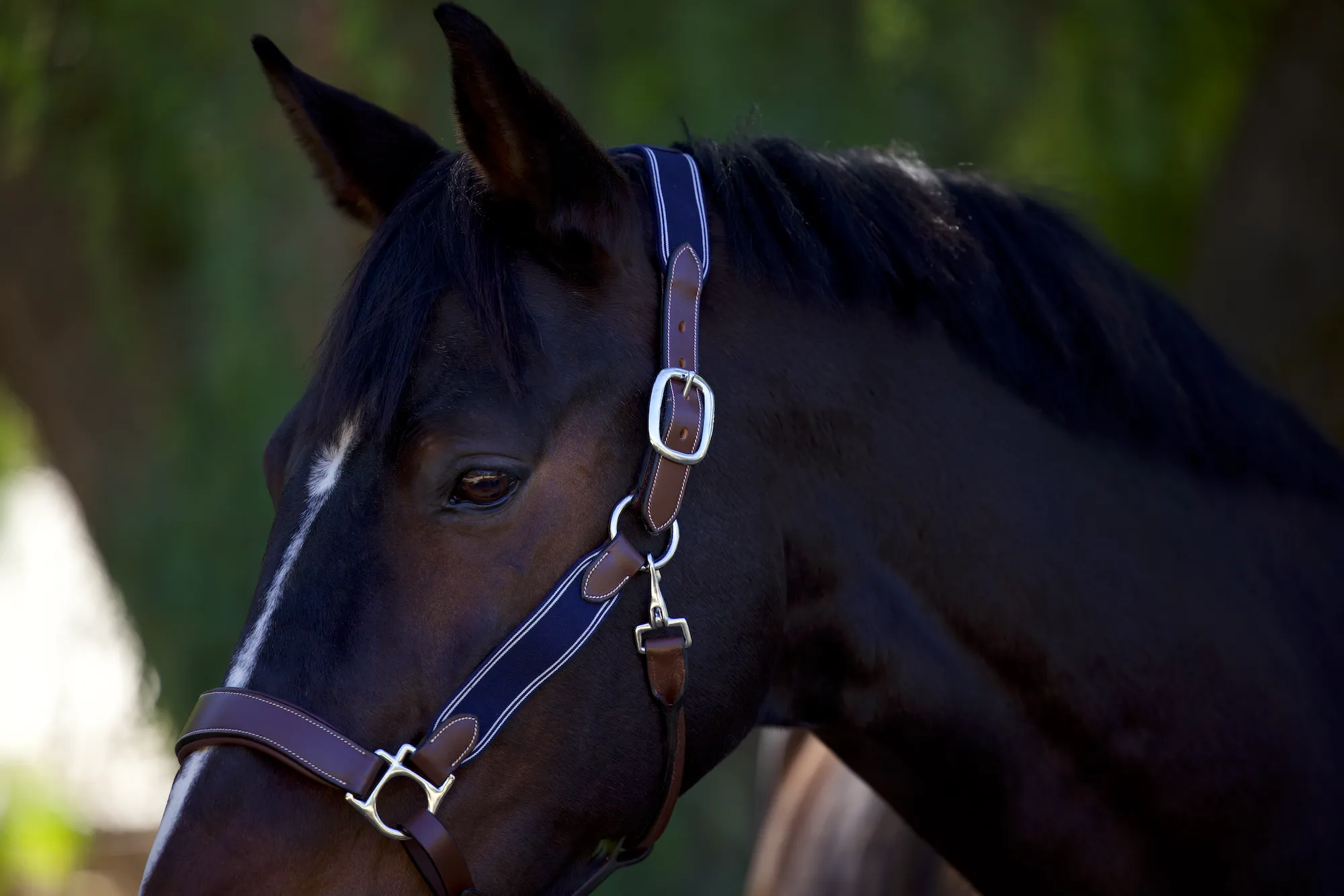 St Germain Leather Halter